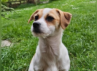 Oria – kleines Hundemädchen sucht ihre Herzensmenschen
