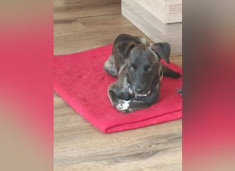 Kleo-zartes Erdmännchen auf der Suche nach einem ruhigen Zuhause