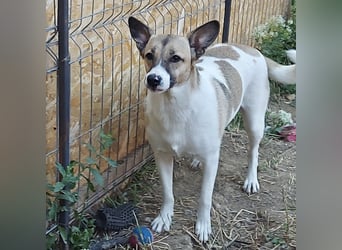 Vlada sanfte Schönheit