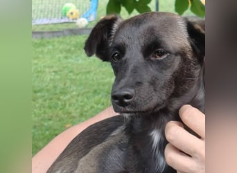 Kleo-zartes Erdmännchen auf der Suche nach einem ruhigen Zuhause