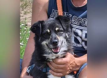 Kuschelmaus Felicia sucht ihre Familie