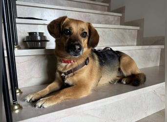 Schmusemaus Tabby sucht ein sicheres Zuhause