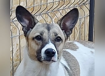 Vlada sanfte Schönheit