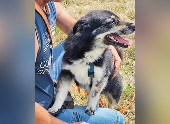 Kuschelmaus Felicia sucht ihre Familie