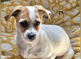 Oria – kleines Hundemädchen sucht ihre Herzensmenschen