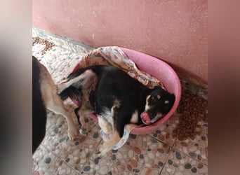 Daiana- kleiner Sonnenschein mit riesengrossem Herz