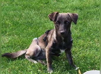 Kleo-zartes Erdmännchen auf der Suche nach einem ruhigen Zuhause