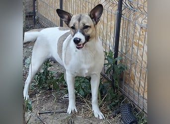 Vlada sanfte Schönheit