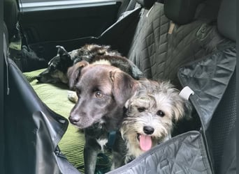 Kleo-zartes Erdmännchen auf der Suche nach einem ruhigen Zuhause