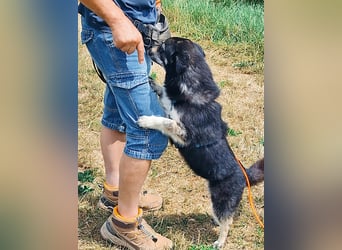 Kuschelmaus Felicia sucht ihre Familie