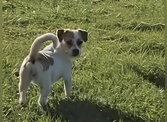 Oria – kleines Hundemädchen sucht ihre Herzensmenschen