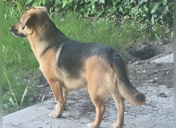 Schmusemaus Tabby sucht ein sicheres Zuhause