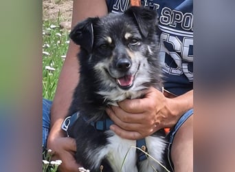 Kuschelmaus Felicia sucht ihre Familie
