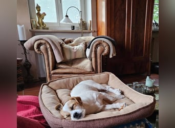 Oria – kleines Hundemädchen sucht ihre Herzensmenschen