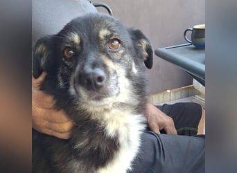 Kuschelmaus Felicia sucht ihre Familie