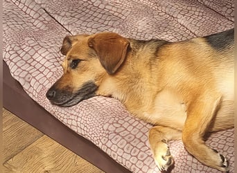 Schmusemaus Tabby sucht ein sicheres Zuhause