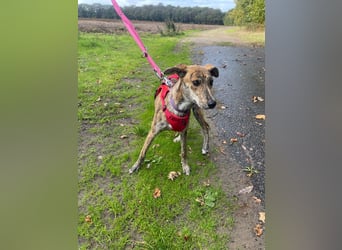 Yuna - Galgo-Mix