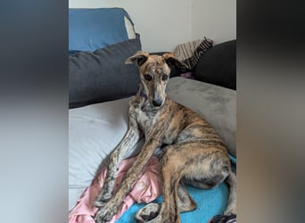 Yuna - Galgo-Mix