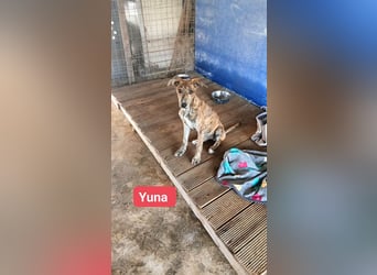 Yuna - Galgo-Mix