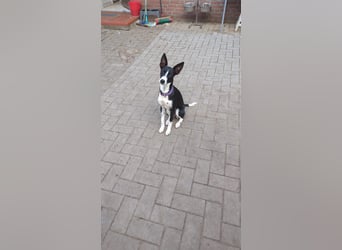 Lilika - Galgo-Mix