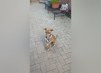 Yuna - Galgo-Mix