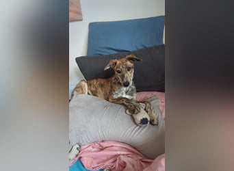 Yuna - Galgo-Mix