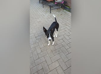 Lilika - Galgo-Mix