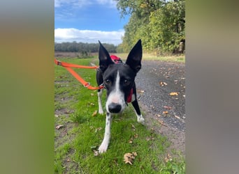 Lilika - Galgo-Mix