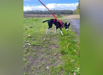 Lilika - Galgo-Mix