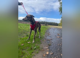 Yuna - Galgo-Mix