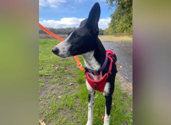 Lilika - Galgo-Mix