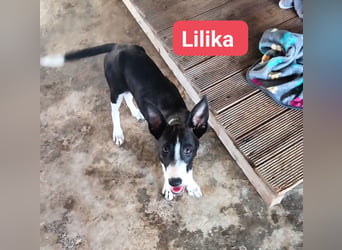 Lilika - Galgo-Mix