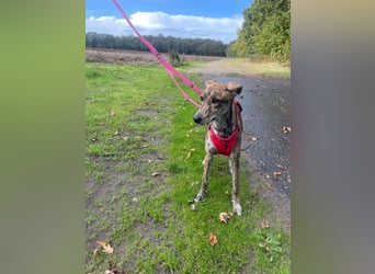 Yuna - Galgo-Mix