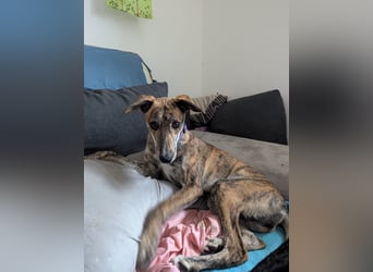 Yuna - Galgo-Mix