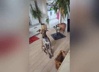 Yuna - Galgo-Mix