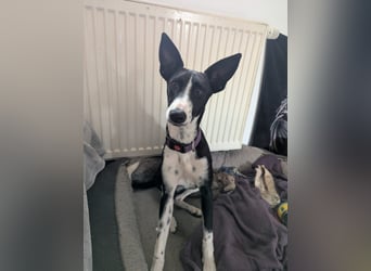Lilika - Galgo-Mix