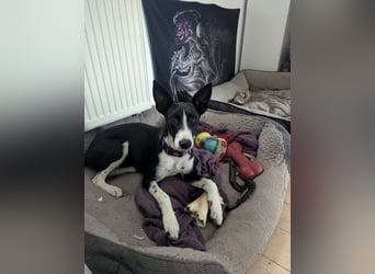 Lilika - Galgo-Mix