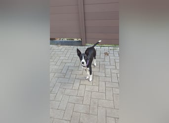 Lilika - Galgo-Mix