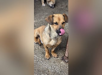 Otto kann es kaum erwarten- noch in Rumänien