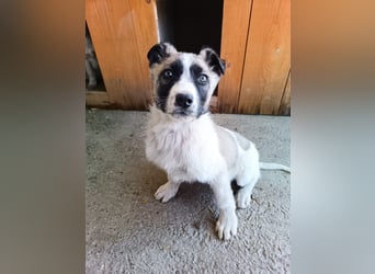 Sanfter Robb - aktuell in Bosnien auf Großpflegestelle