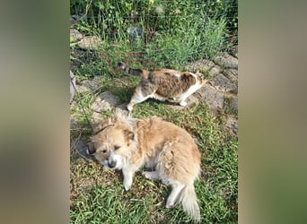Wuschelige Puffy - katzenverträglich - aktuell noch in Rumänien
