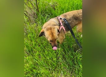 Chanel - von der Müllhalde in den Luxus - noch in Rumänien