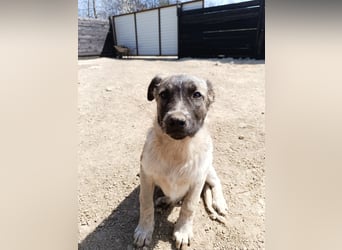 Der kleine Rickon hat den Sprung von der Müllhalde geschafft - schafft er es bald in sein Zuhause?