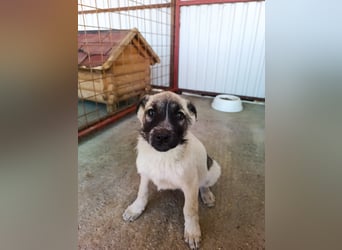 Der kleine Rickon hat den Sprung von der Müllhalde geschafft - schafft er es bald in sein Zuhause?