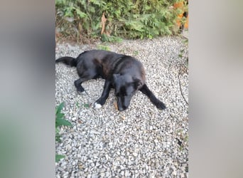 Aufgeschlossene Bessy wurde einfach ausgesetzt - noch in Rumänien