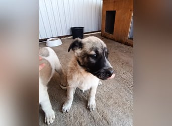 Der kleine Rickon hat den Sprung von der Müllhalde geschafft - schafft er es bald in sein Zuhause?