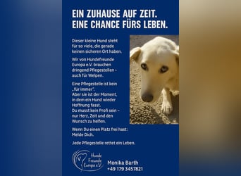 Schüchterner Krisy möchte wissen was ein Zuhause ist - aktuell in Rumänien