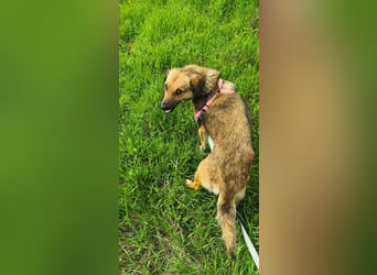 Chanel - von der Müllhalde in den Luxus - noch in Rumänien