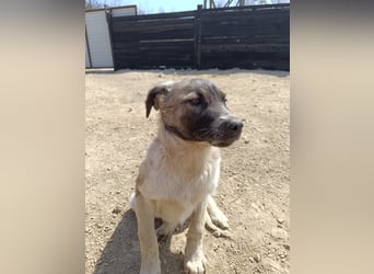 Der kleine Rickon hat den Sprung von der Müllhalde geschafft - schafft er es bald in sein Zuhause?