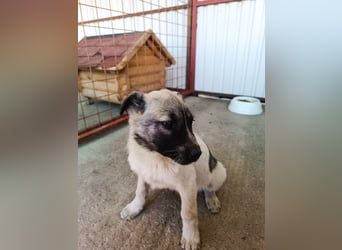 Der kleine Rickon hat den Sprung von der Müllhalde geschafft - schafft er es bald in sein Zuhause?